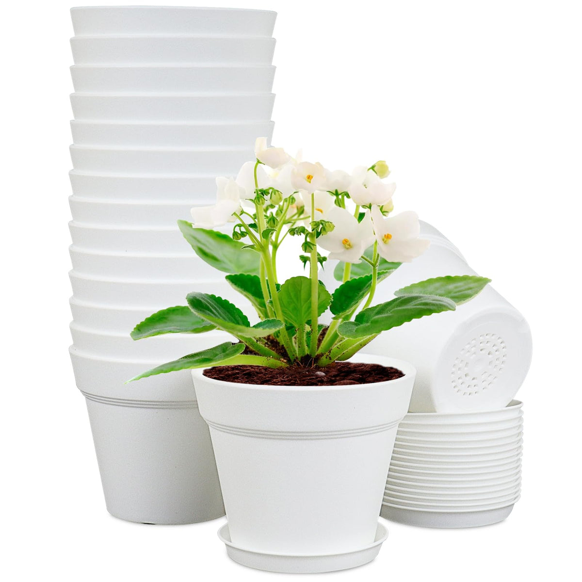 Meowell 6 inch pot with drainage holes supporting healthy seedling growth