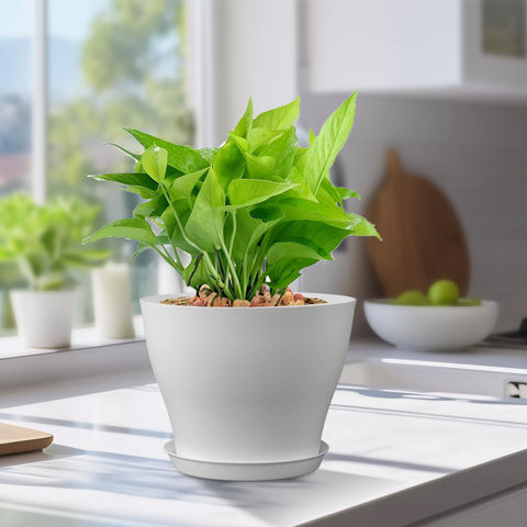 Meowell pot with succulents and herbs, showcasing indoor versatility.