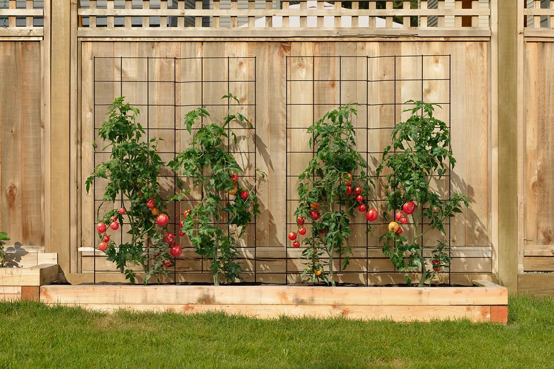 Meranti 6-inch grid trellis supports cucumbers and beans with sturdy spacing.