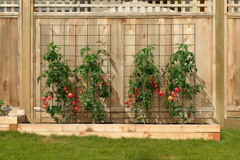 Meranti 6-inch grid trellis supports cucumbers and beans with sturdy spacing.