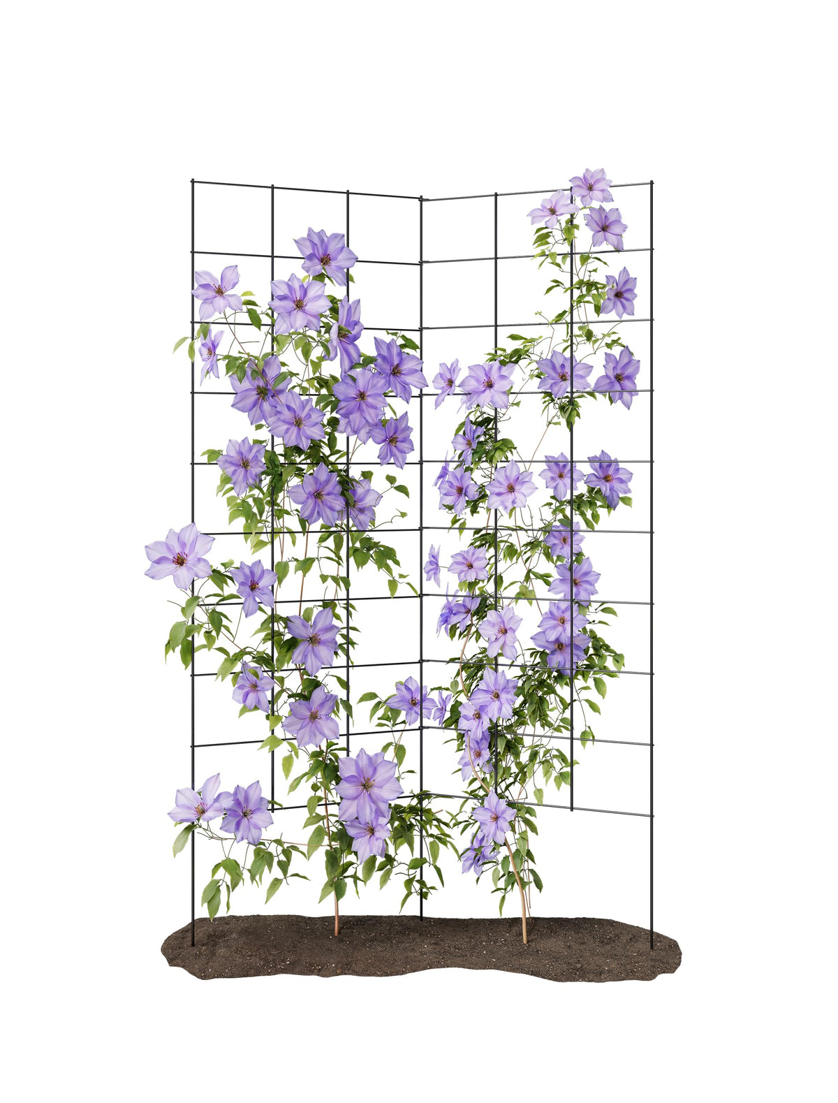 Meranti 2-Panel Folding Garden Trellis ready to use supports climbing plants instantly.