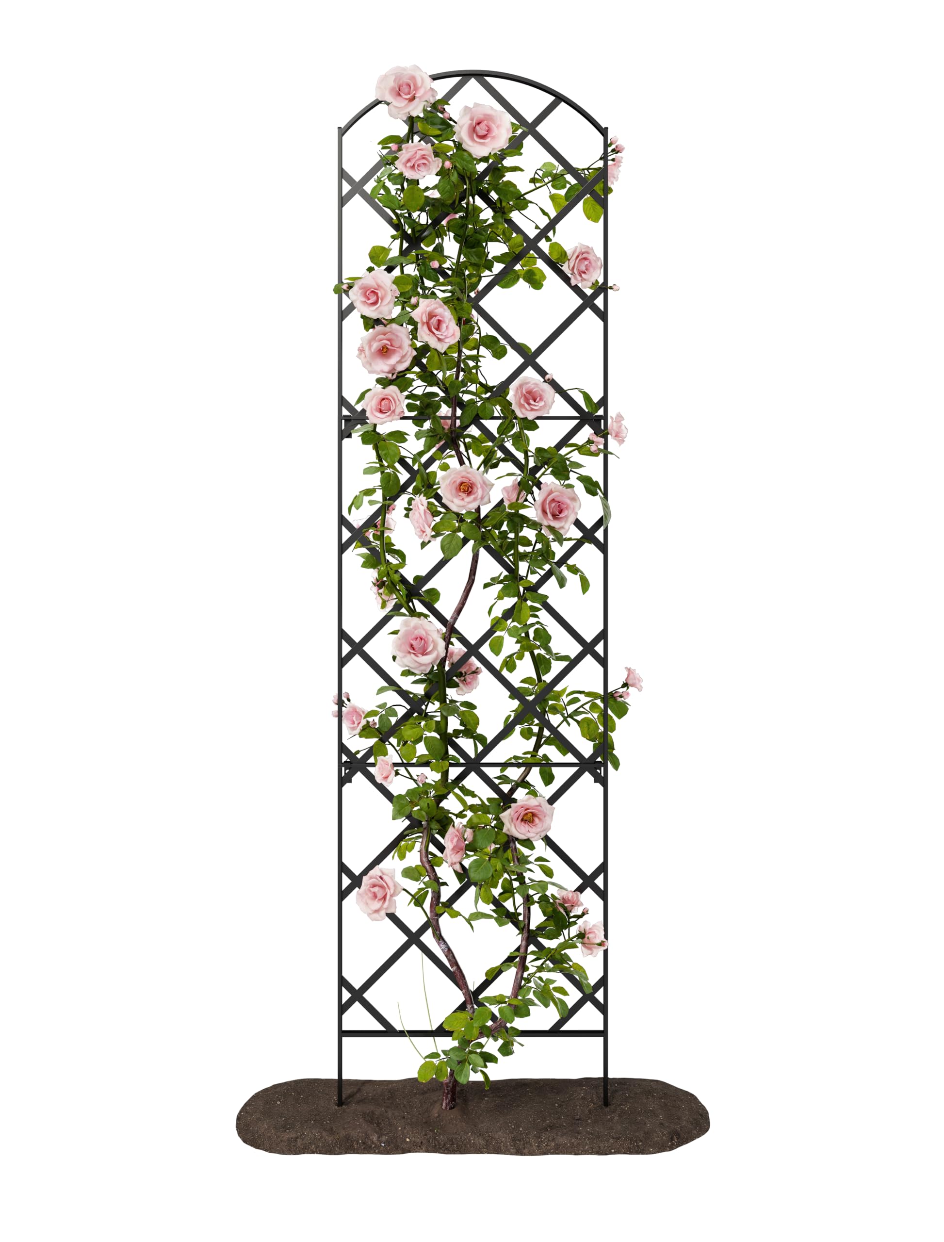 Meranti Giant Trellis front view demonstrates height for climbing plants