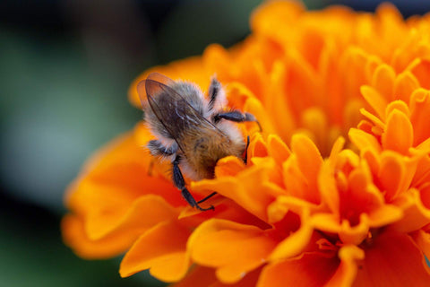 Merhoff & Larkin bee housing inserts help create inviting nesting spaces.