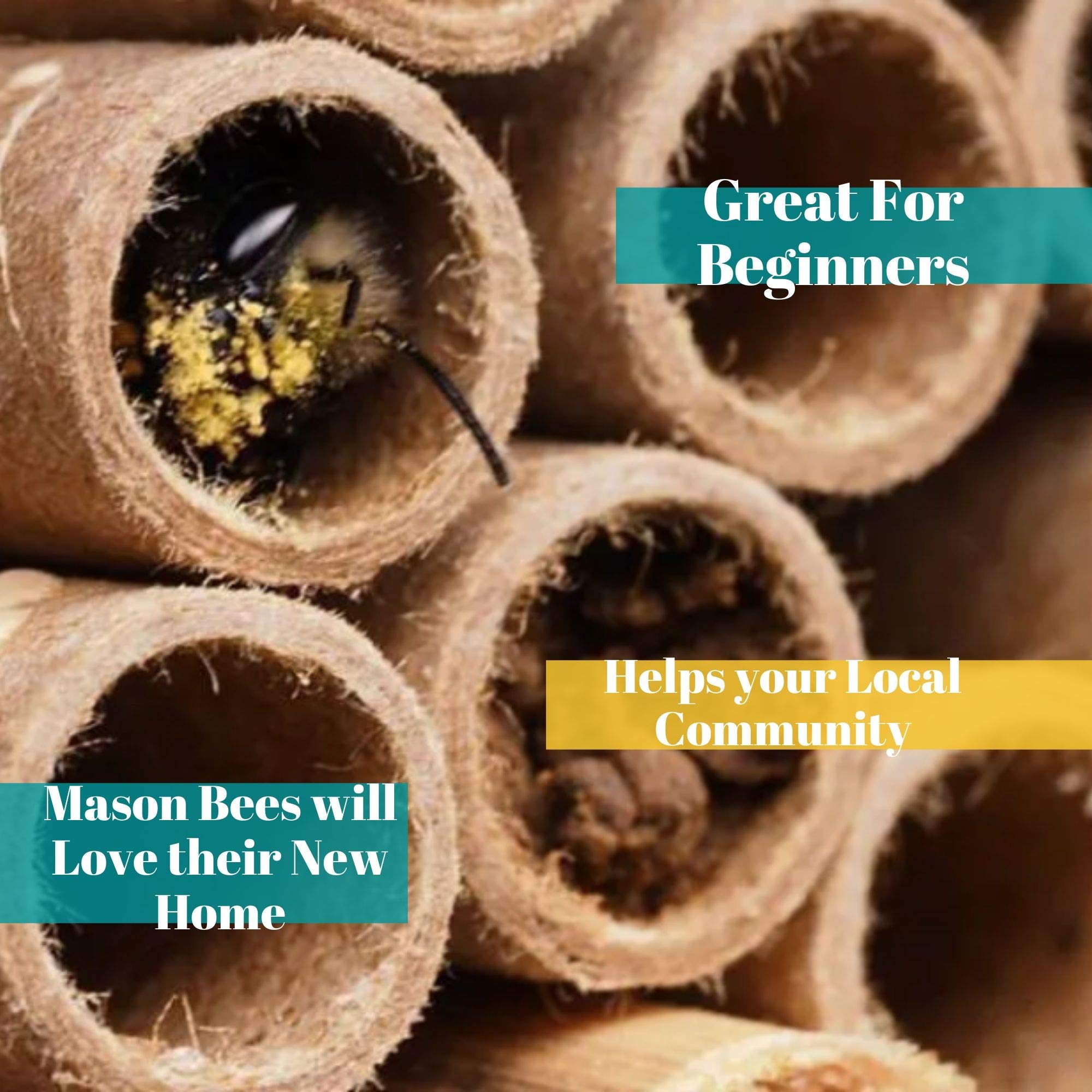 Merhoff & Larkin mason bee tubes boost garden pollination and fruit blooms.