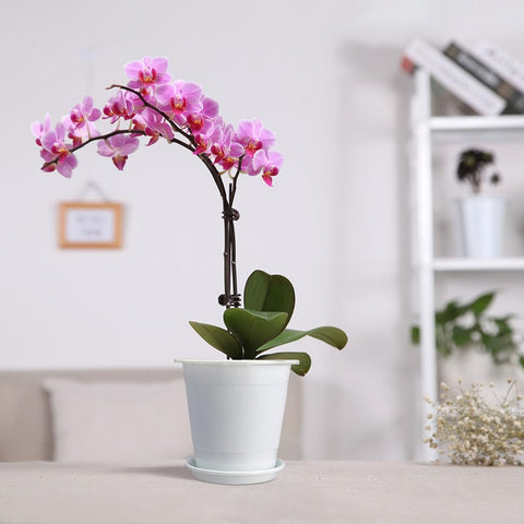 Meshpot 360° ventilation and drainage to prevent root issues
