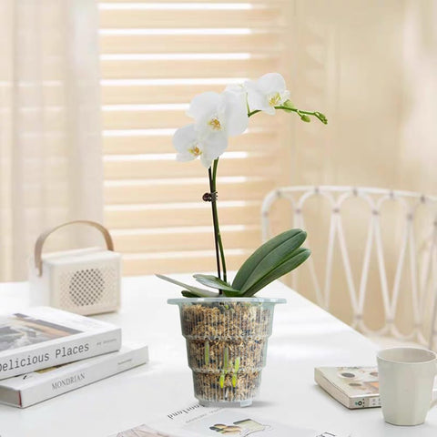 Meshpot 4-inch clear pot with saucer supports easy repotting.