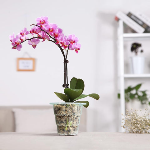 Meshpot 4-pack clear orchid pots ready for immediate use.