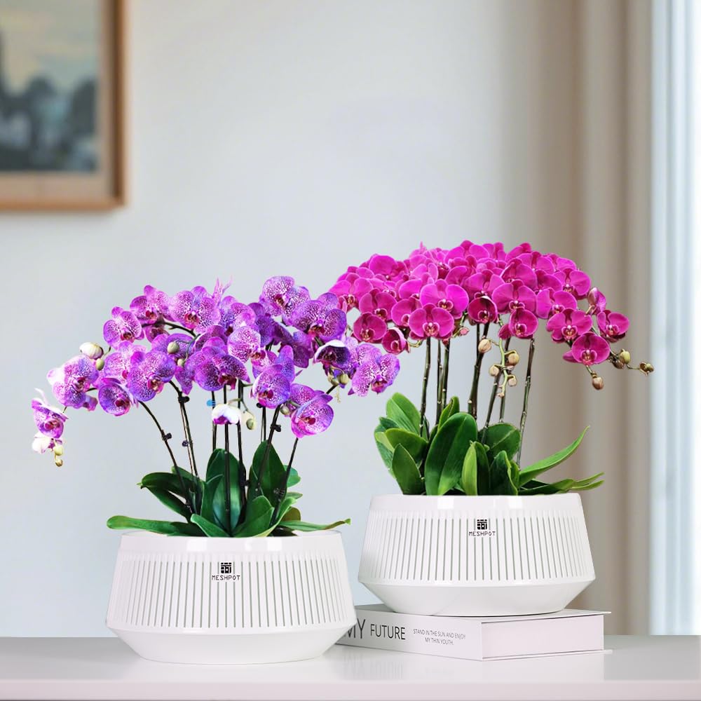 Meshpot double-layered orchid pot combines function and decor for stylish repotting.