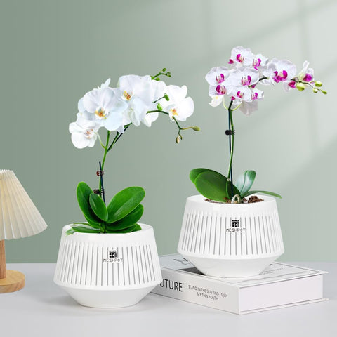Meshpot inner-outer pot design combines function with display