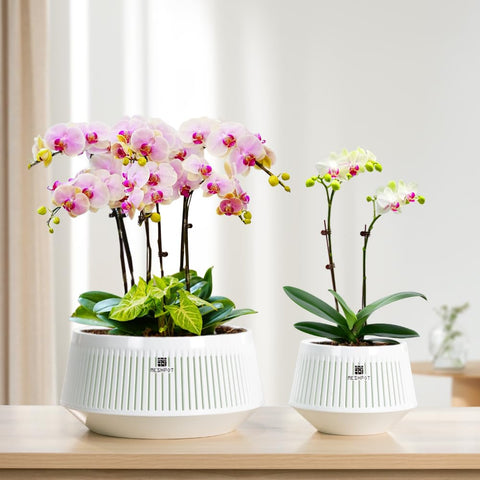 Meshpot 8-inch orchid pots suitable for dendrobiums and phalaenopsis.