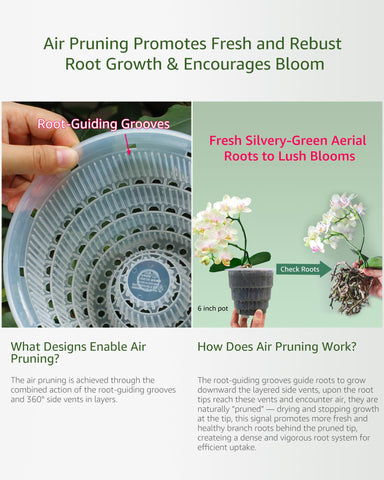 Meshpot transparent inner pot lets you monitor orchid roots.
