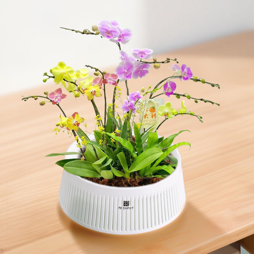 Meshpot set of two white pots with matching saucers for display.