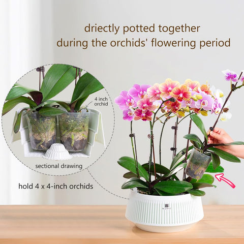 Meshpot white orchid pot with saucers keeps pots clean and stable.