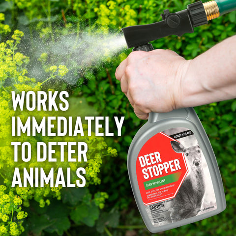 Ready-to-use spray bottle applying odor-free deterrent on garden plants.