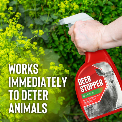 Messinas Deer Stopper safe for fruits and vegetables promotes worry-free harvest