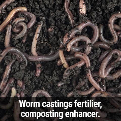 Messinas Seedlingers Worm Magic nourishes beneficial bacteria and fungi for soil health.