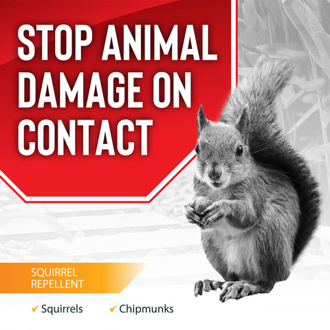 Messinas Squirrel Stopper garden area protection guards beds against nibbling.