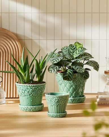 Metahom ceramic pot showcasing a succulent arrangement