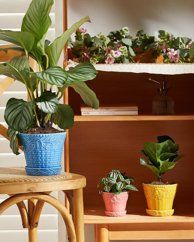 Metahom display-ready pots pair well with cacti and small greens.