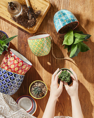 Metahom windowsill display pot showcasing a small plant in bright space