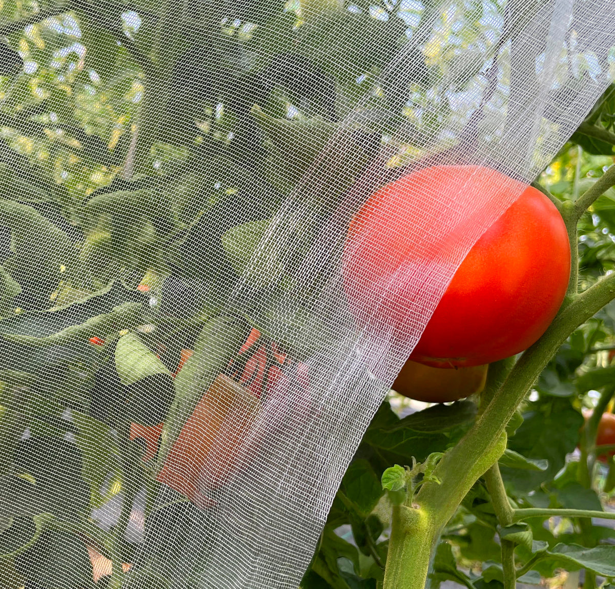 Meuallikit garden netting 10x20 provides insect barrier with breathable airflow