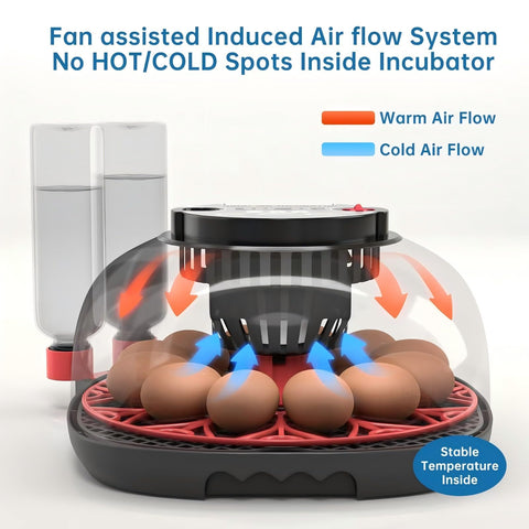 Meuiosd incubator 360-degree view offers clear observation during incubation.