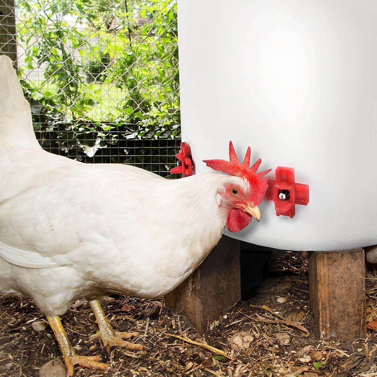 Mewtogo birds drinking from nipple waterer in coop