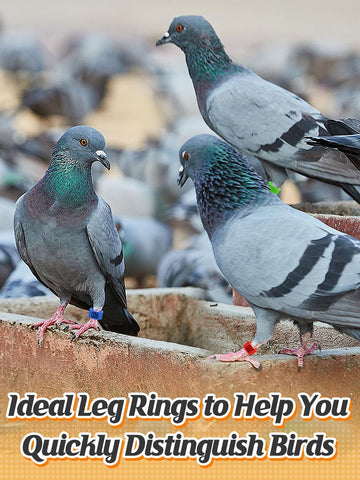 Five color MEWTOGO leg rings for easy tracking of birds