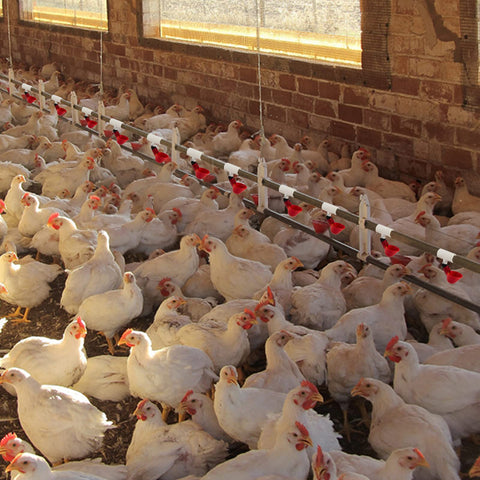 MEWTOGO fully automatic poultry waterer fittings compatible with nipples and cups.