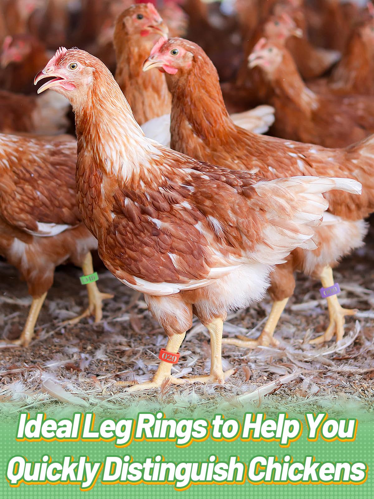 Mewtogo leg rings feature laser-etched numbers for clear bird tracking.
