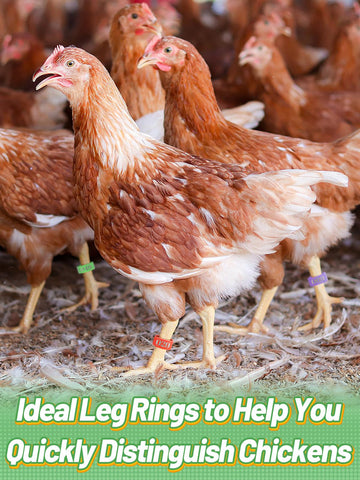Mewtogo leg rings feature laser-etched numbers for clear bird tracking.