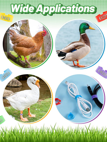 Mewtogo reusable poultry leg bands reduce waste while organizing flocks.