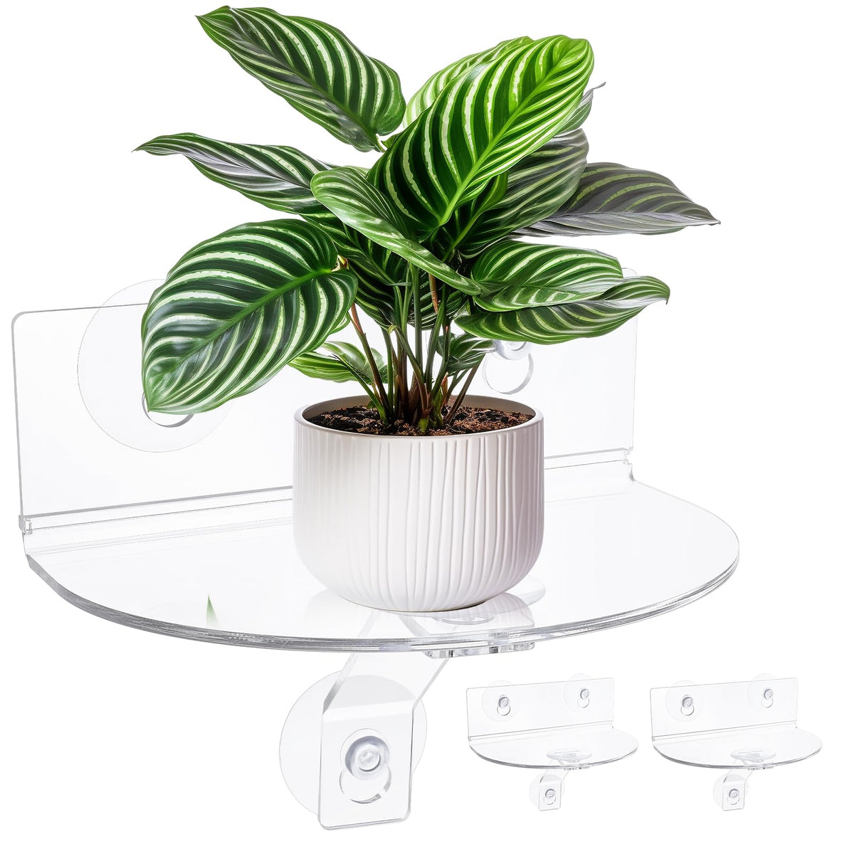 Meyeyaia window shelf 2-pack with suction cups securing small plants on glass