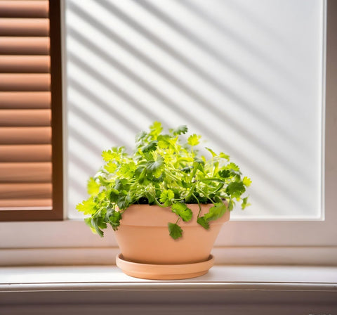 Mezchi natural clay tones complement balconies, patios, and kitchen herbs.