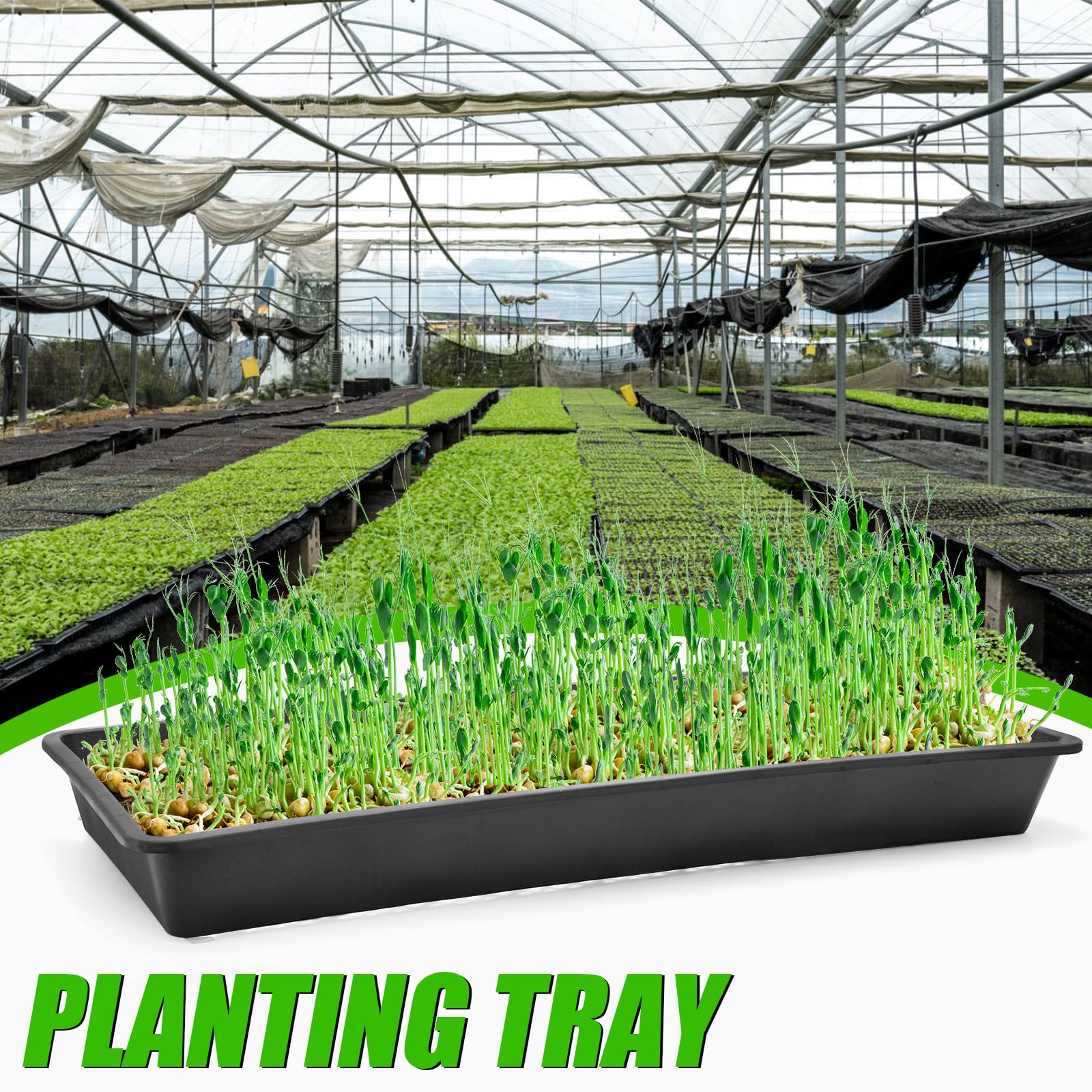 Mezchi pack-of-twelve-trays ready for bulk germination projects and quick setup.