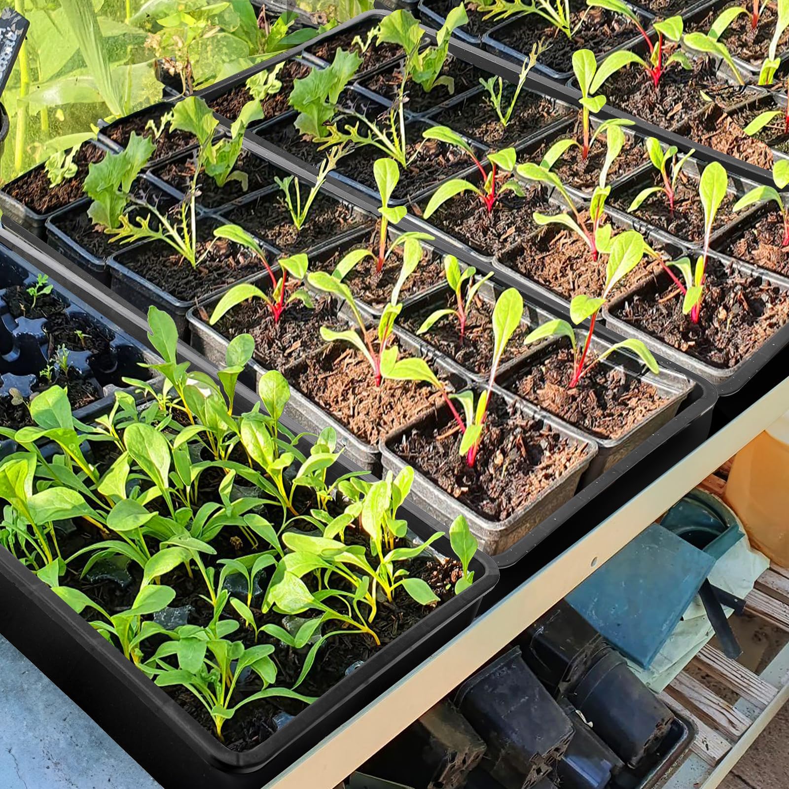 Mezchi sturdy-germination-tray withstands soil weight during transplanting.
