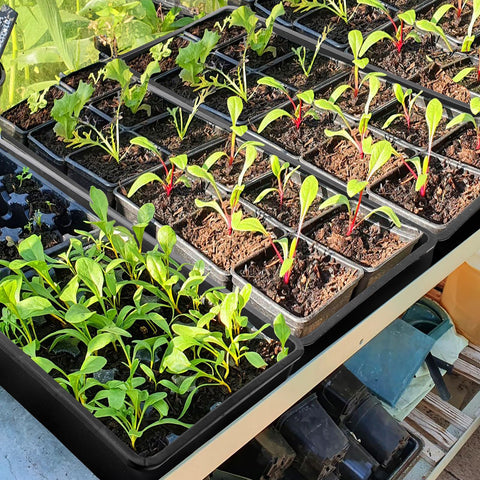 Mezchi sturdy-germination-tray withstands soil weight during transplanting.