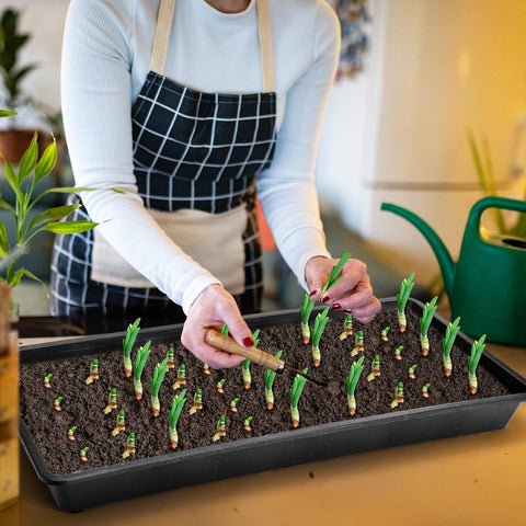 Mezchi wide-application-tray is ideal for balcony, windowsill, or greenhouse microgreens and herbs.