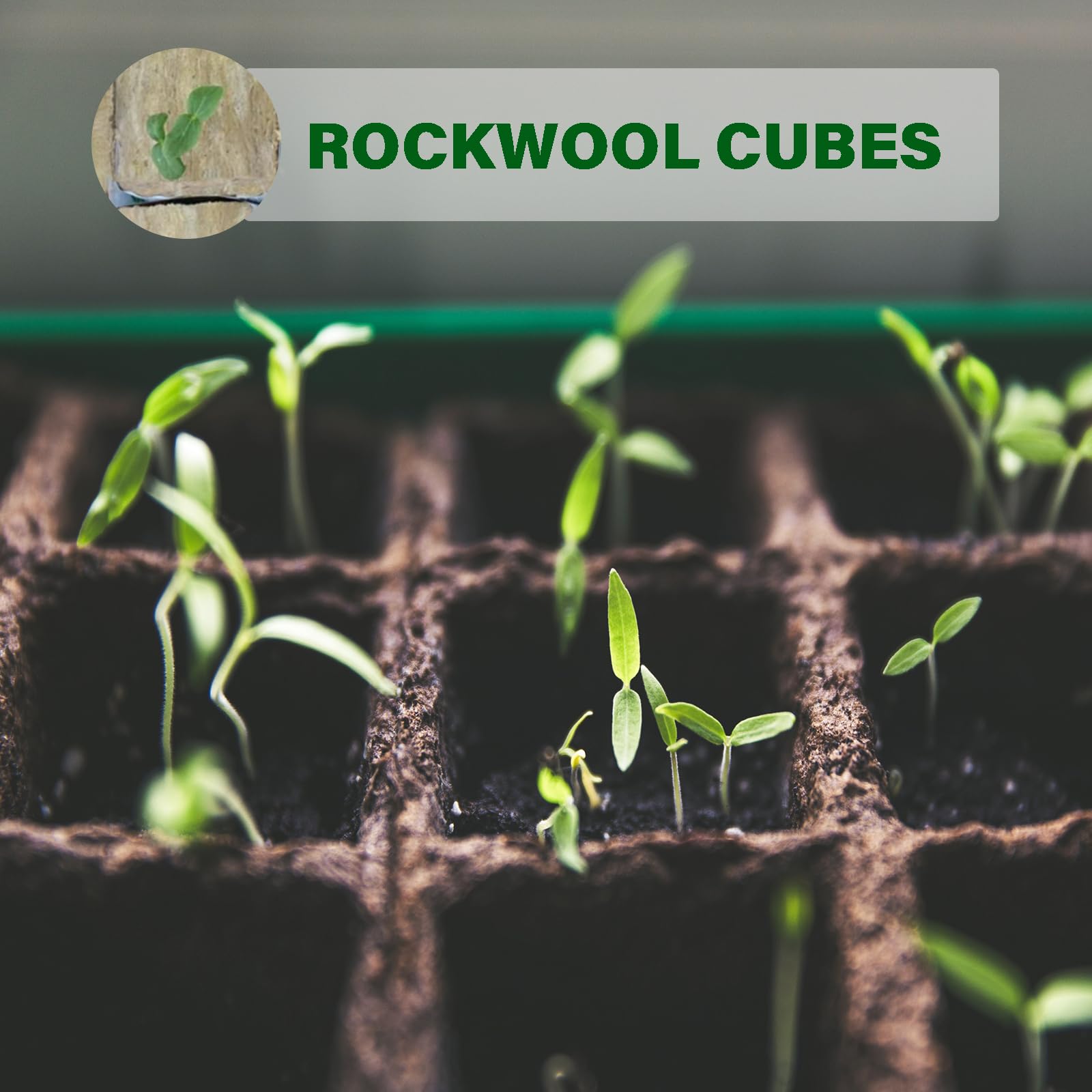 MI0512 sheet of 28 rockwool cubes ready for propagation in hydroponics.
