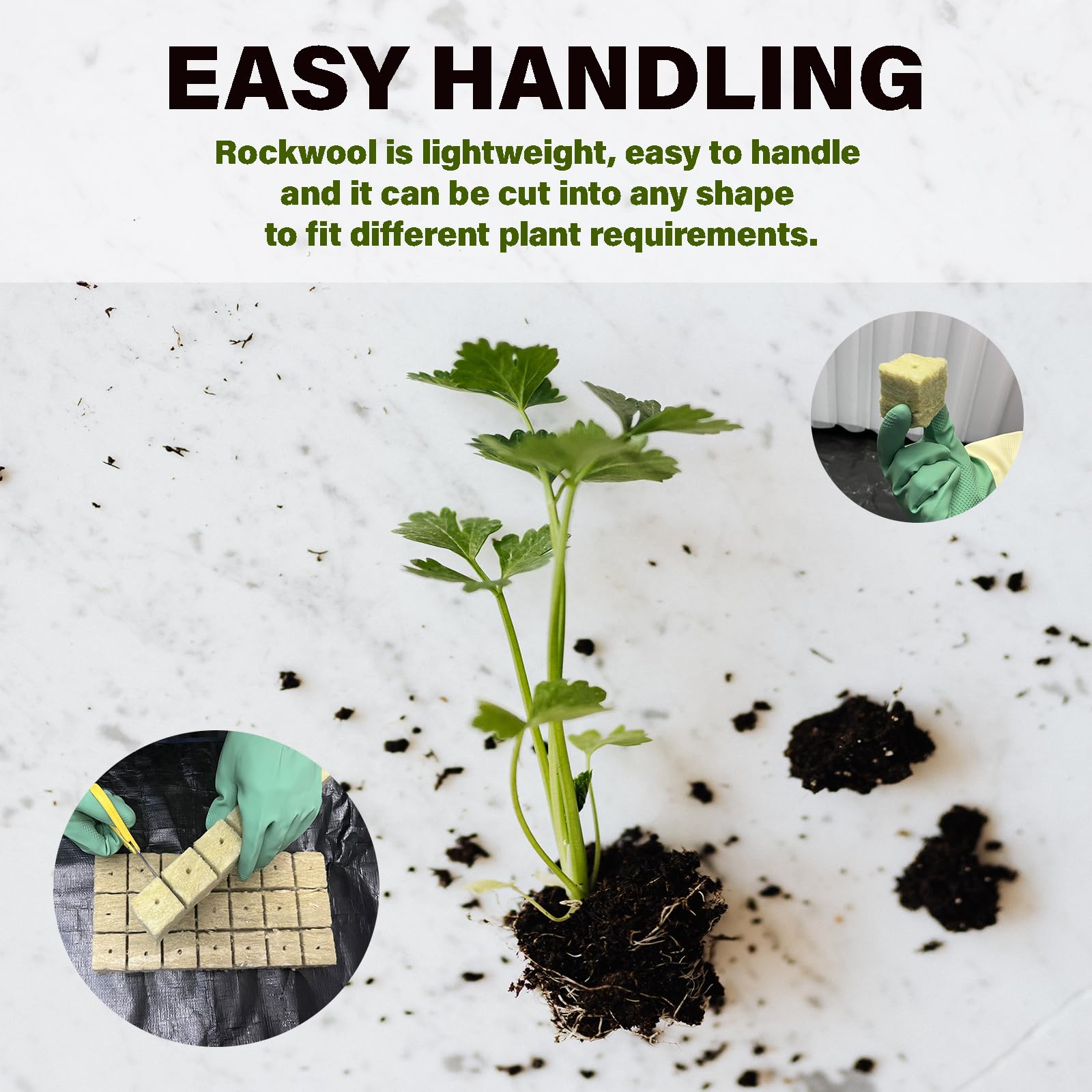 Sterile rockwool medium highlights a clean, inert base for germination.