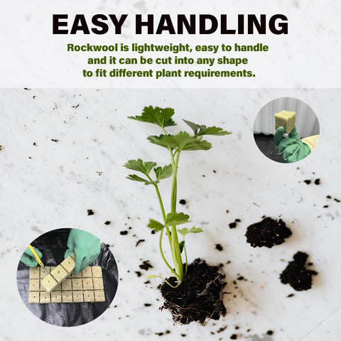 Sterile rockwool medium highlights a clean, inert base for germination.