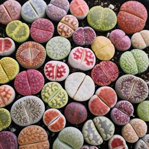 Micro Landscape Design lithops seed pack 50 ready for germination and careful cultivation.