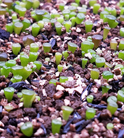 Micro Landscape Design seed pack 50 showing authentic lithops seeds for collectors.