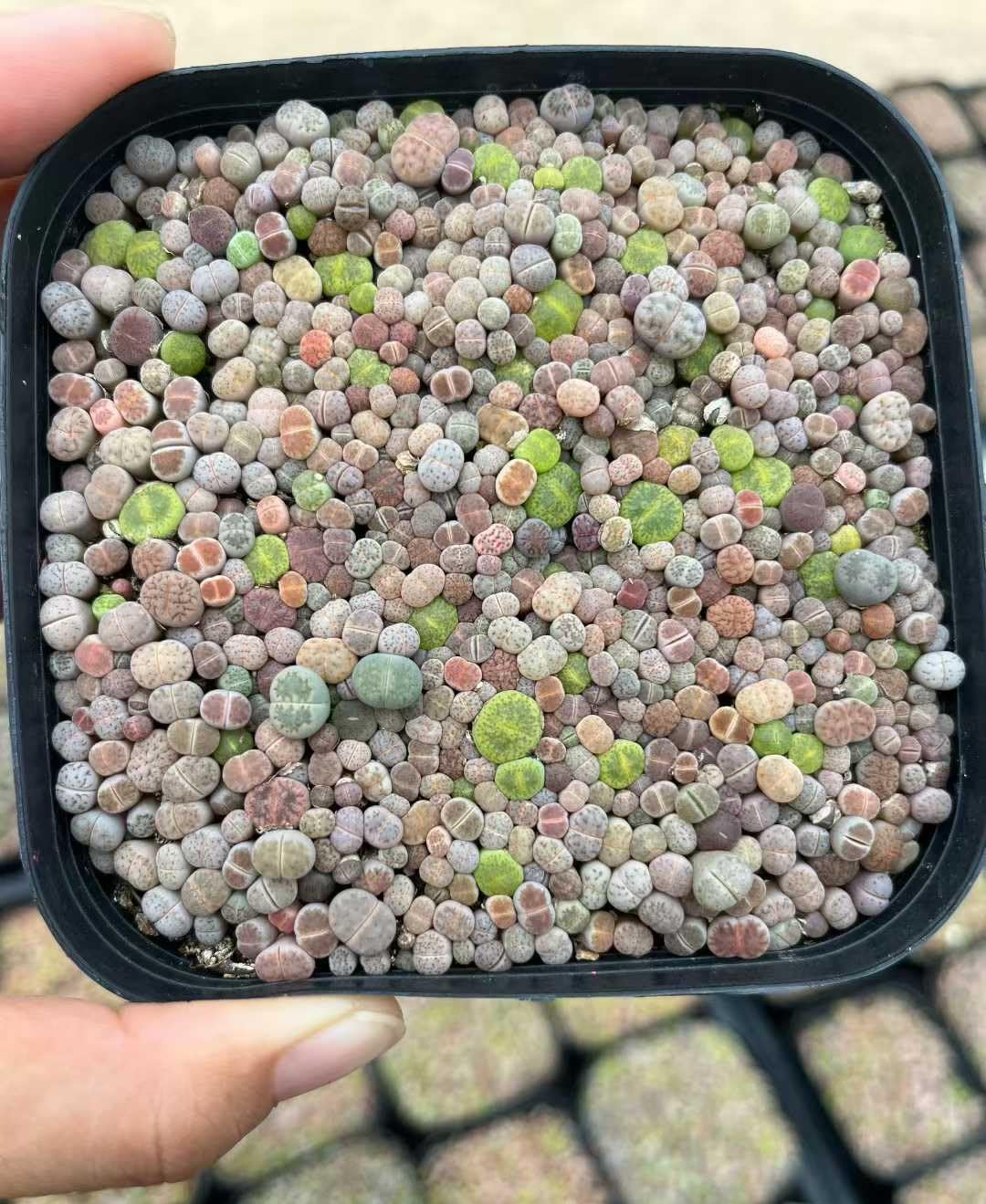 Micro Landscape Design seed tray setup near warm light shows germination readiness.