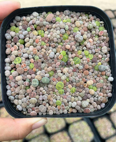Micro Landscape Design seed tray setup near warm light shows germination readiness.