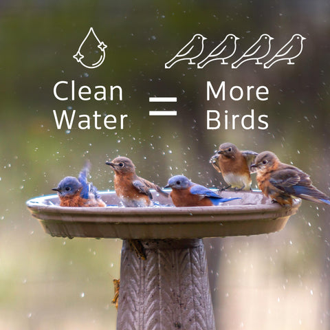 Microbe-Lift Bird Bath Clear reduces cloudy water for better viewing