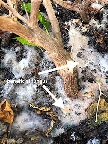 MicroLife Ultimate root system growth suggests stronger roots and drought resilience.