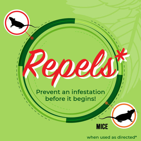 Mighty Mint baseboard spray application protects entryways from rodents.
