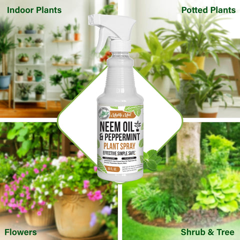 Direct spray on leaves from a Mighty Mint bottle for easy application.