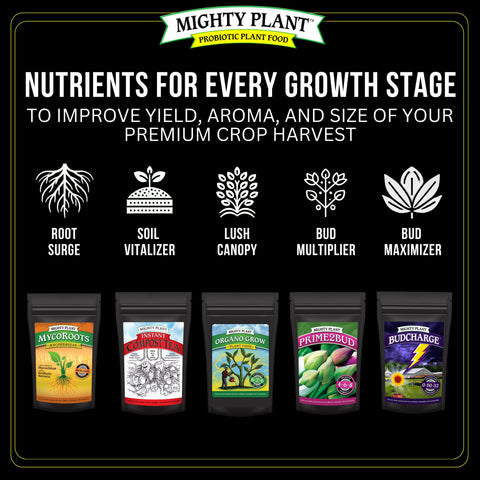 Dense buds and resin development during flowering with BudCharge
